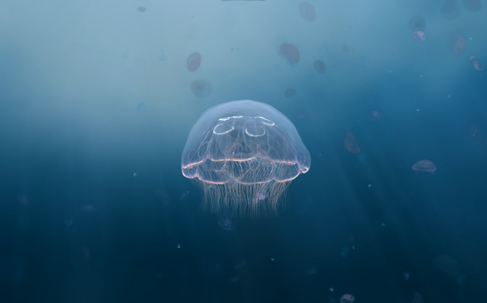 Yapon hamshira porno video Dogistonlik jinsiy aloqa onlayn