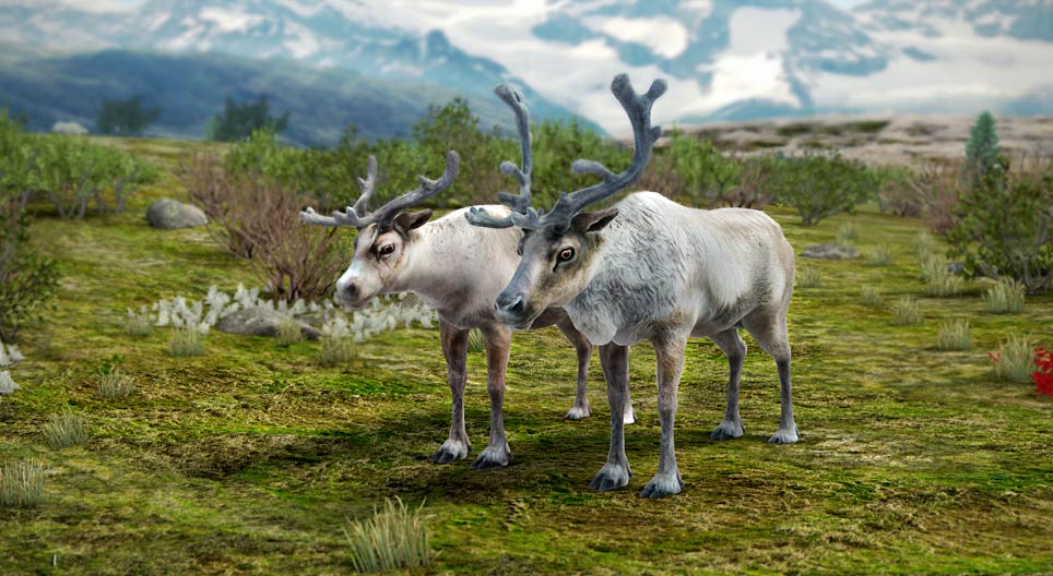 Северен елен