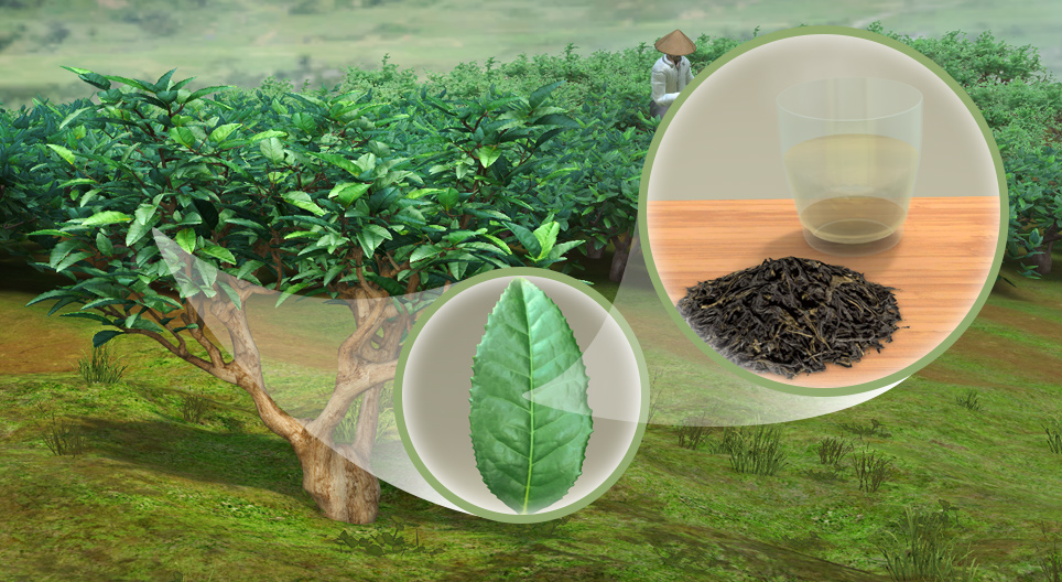 Чай (Camellia sinensis)