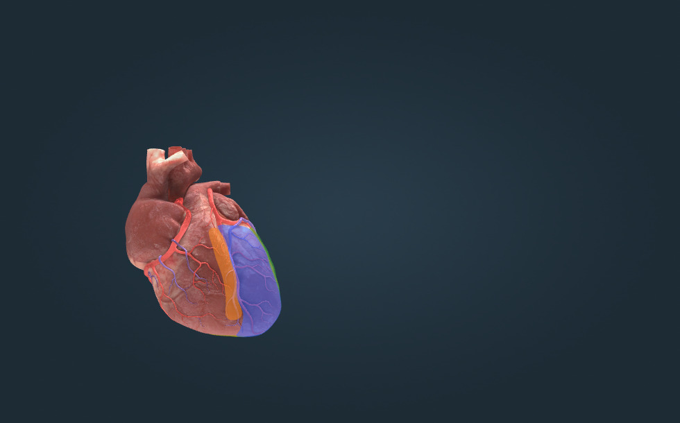 The electrocardiogram (ECG) - 3D сценa - BG Електронно обучение и учене ...