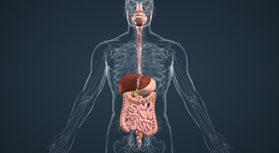 Oral cavity, pharynx and oesophagus