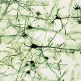 Нервна тъкан