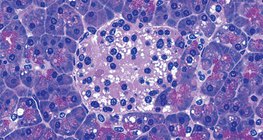 Група от клетки в панкреаса, които произвеждат инсулин