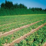 Градина с млади фиданки