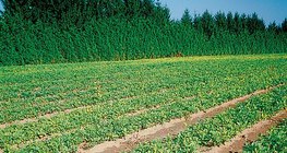 Градина с млади фиданки