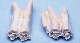 Зъби на тревопасно животно