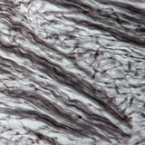 Хрущялна тъкан (от носа на свински ембрион)