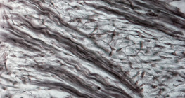 Хрущялна тъкан (от носа на свински ембрион)