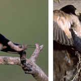 Селска лястовица