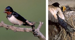 Селска лястовица