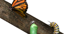 От гъсеница до пеперуда