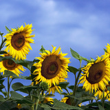 Слънчоглед