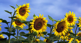 Слънчоглед