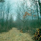 Разреждане на на млада гора