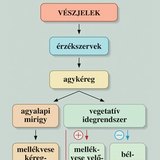 Stressz és vészreakció