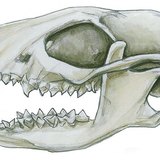 Зъби на насекомоядно животно