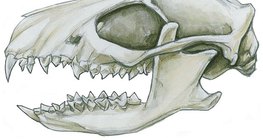 Зъби на насекомоядно животно