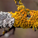Златист стенен лишей (Xanthoria parietina)