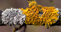 Златист стенен лишей (Xanthoria parietina)