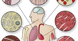 Клетки на различни тъкани