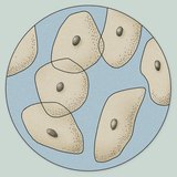 Епителни клетки от повърхността на езика под микроскоп