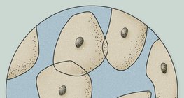 Епителни клетки от повърхността на езика под микроскоп