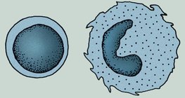 Клетките на имунната система