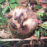 Таралеж, свит на кълбо - 1