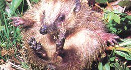 Таралеж, свит на кълбо - 1