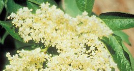 Цветовете на черния бъз