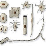 Клетъчни форми