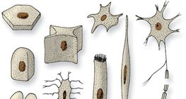 Клетъчни форми