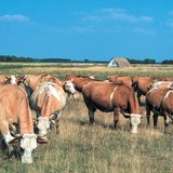 Домашно говедо