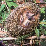 Таралеж, свит на кълбо - 2