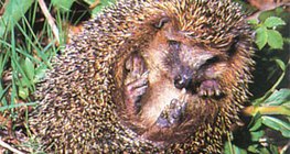 Таралеж, свит на кълбо - 2