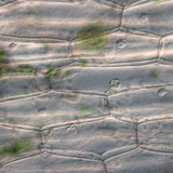 Растителни епидермални клетки