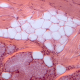 Мастна тъкан - напречен разрез на котешки език