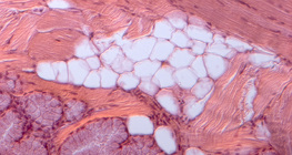 Мастна тъкан - напречен разрез на котешки език
