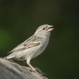 Домашно врабче