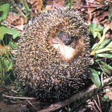 Таралеж, свит на кълбо - 3