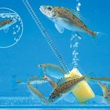 Рибите в аквариума