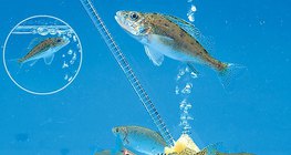 Рибите в аквариума