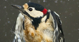 Голям пъстър кълвач излита от водата