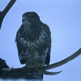 Обикновен мишелов