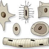 Ядра на клетки с различни форми