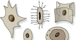 Ядра на клетки с различни форми