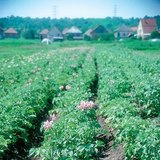 Цъфтящо картофено растение