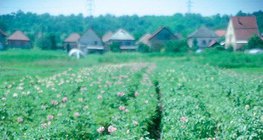 Цъфтящо картофено растение