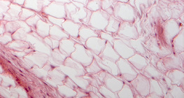 Мастна тъкан - напречен разрез на котешки език