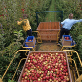 Бране на ябълки